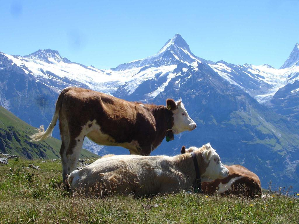 Beim See Grindelwald Eksteriør billede